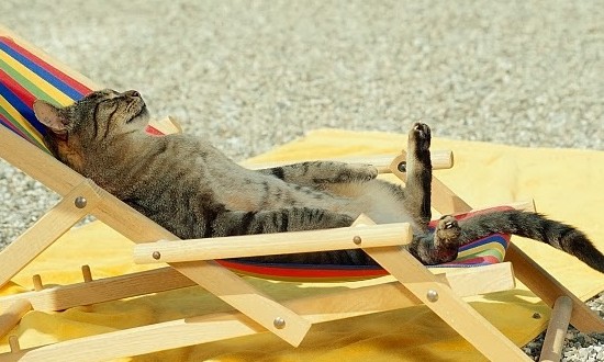 Gato também sente calor! Saiba como refrescar o bichano em dias quentes