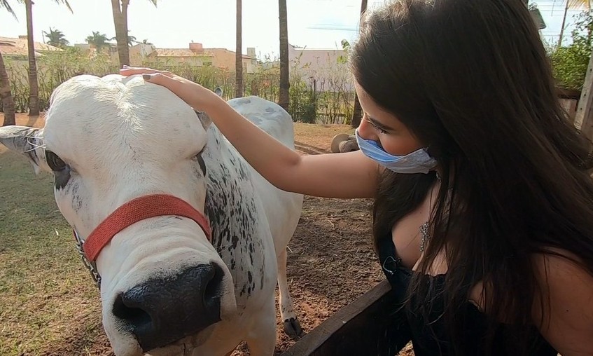 Boi da raça nelore faz sucesso levando vida de animal doméstico
