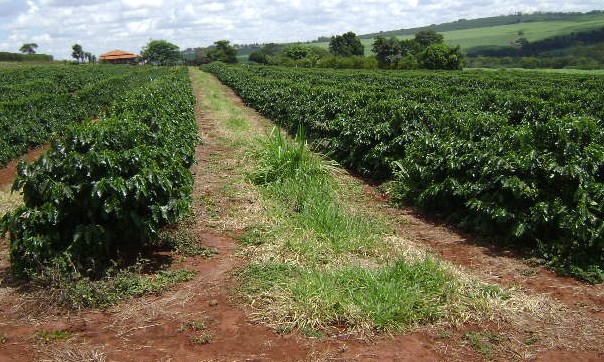 Semana termina com alta no preço do café e milho também subiu 1