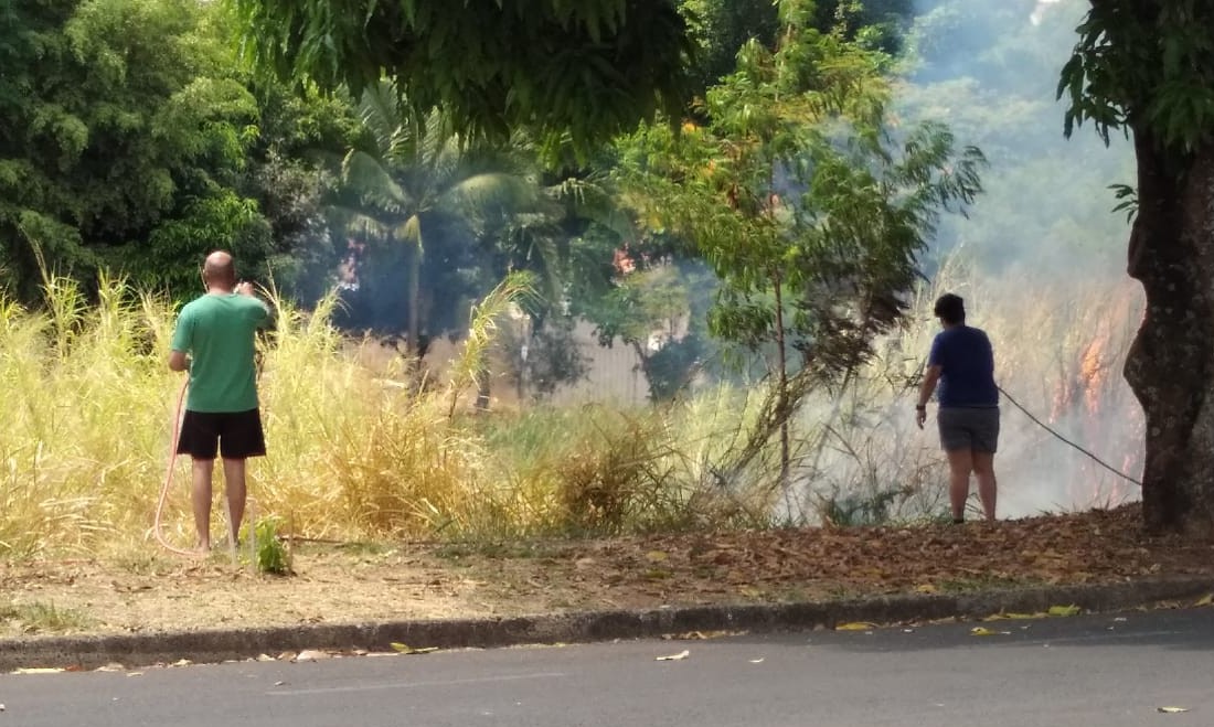 Ninhada de gatos morrem carbonizados em incêndio criminoso em Franca