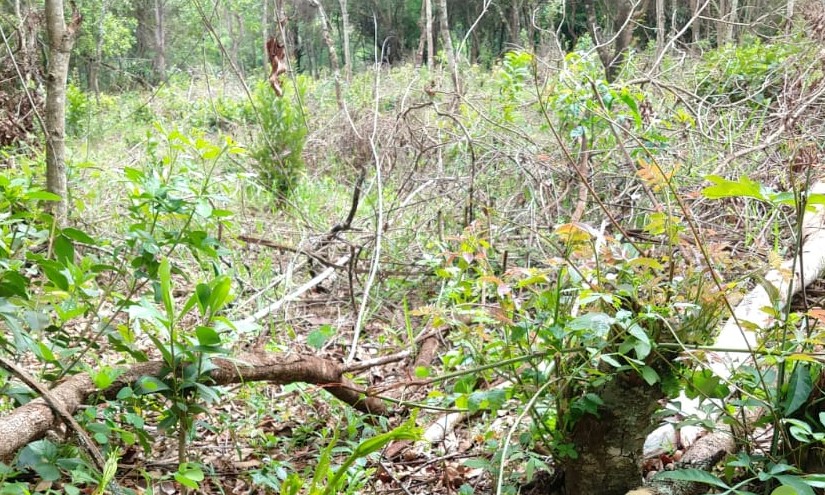 Agricultor é autuado pela Florestal por destruir 4 alqueires de área nativa