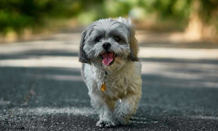 Saiba como os cães descobrem o caminho de volta para casa
