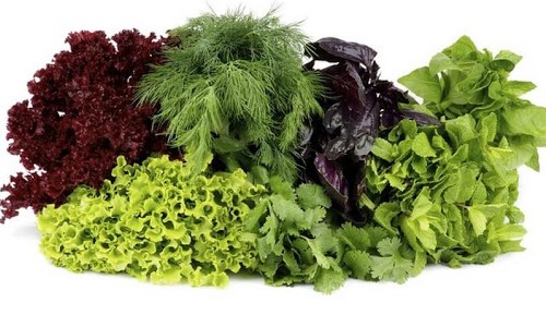 Aprenda como conservar verduras por mais tempo, acabando com desperdício