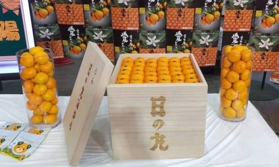 Inusitado! Caixa com 100 tangerinas é leiloada por R$ 53 mil no Japão