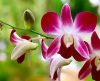 Orquídea: como cuidar dela com dicas simples para manter a flor sempre bonita - Jornal da Franca