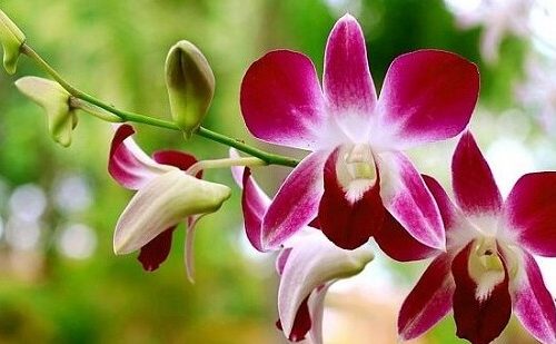 Orquídea: como cuidar dela com dicas simples para manter a flor sempre bonita - Jornal da Franca