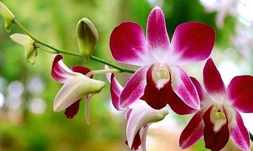 Orquídea: como cuidar dela com dicas simples para manter a flor sempre bonita
