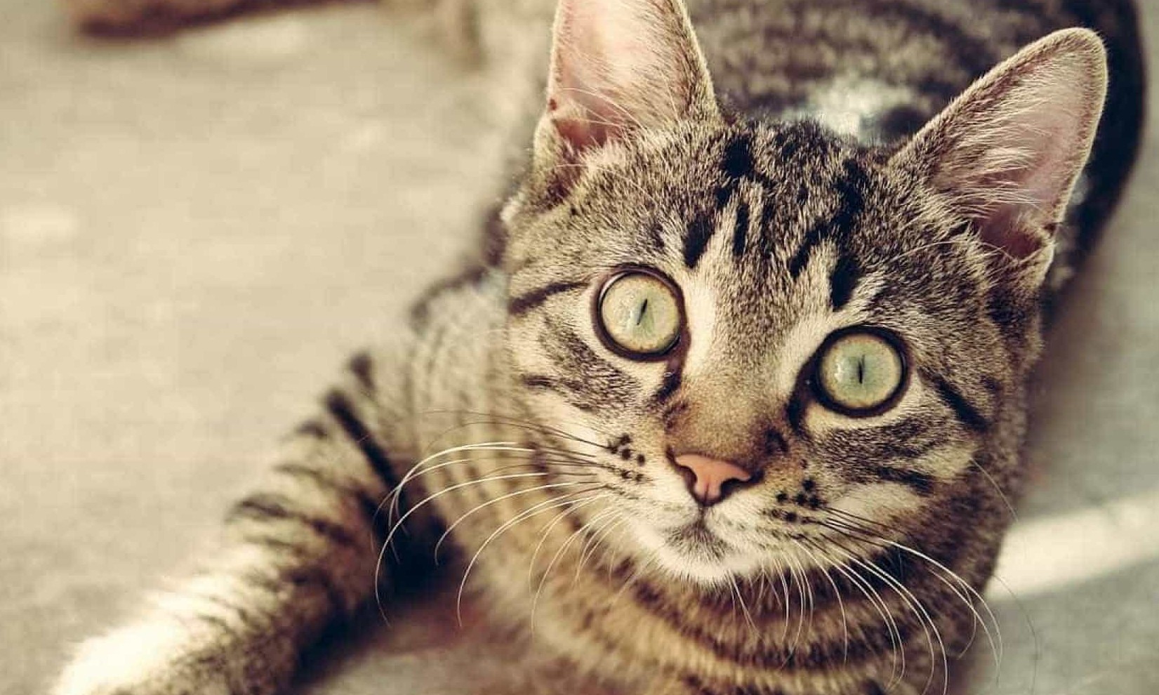 Saiba quais três coisas que o seu gato gostaria que você parasse de fazer