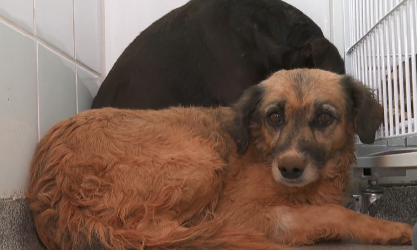 Após tratamento para sarna, cães resgatados devem seguir para adoção