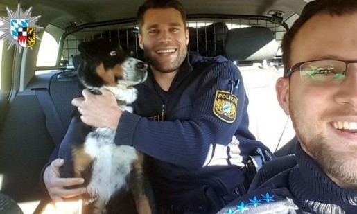 “A casa caiu”. Cachorro fujão faz cara de espanto ao ser pego pela polícia