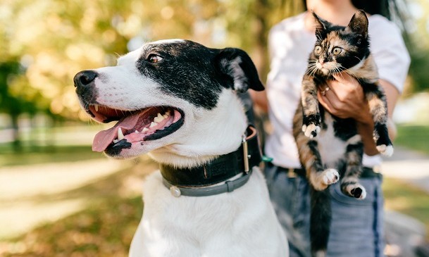 Cães e gatos: dicas para acalmar o seu animal nas festas de Ano Novo