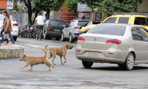 Por que razão os cães perseguem carros e motos? Veja três respostas