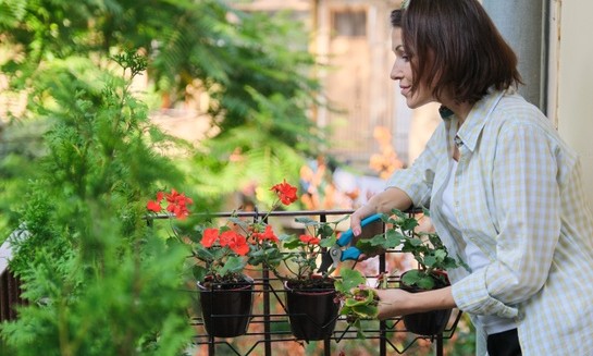 Saiba manter suas plantas saudáveis mesmo quando estiver viajando