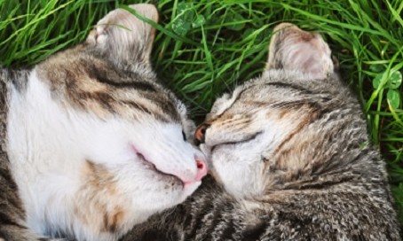 Covid-19: quais são os animais mais suscetíveis à infecção pelo coronavírus?