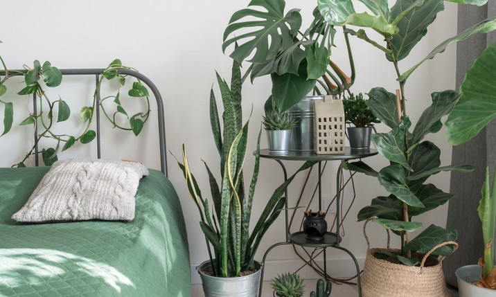 Saiba como cuidar das plantas no calor do verão com dicas simples