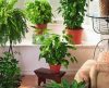 Saiba quais são as 10 melhores plantas para filtrar o ar de casa, segundo a Nasa - Jornal da Franca