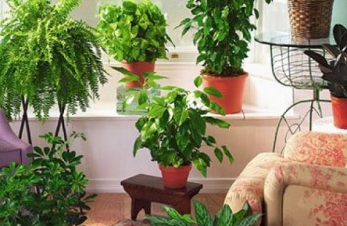 Saiba quais são as 10 melhores plantas para filtrar o ar de casa, segundo a Nasa - Jornal da Franca
