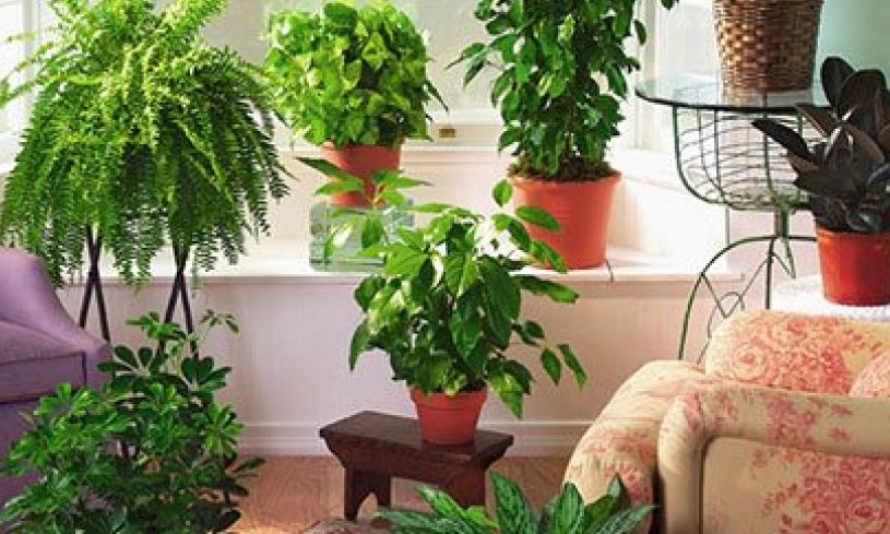Saiba quais são as 10 melhores plantas para filtrar o ar de casa, segundo a Nasa