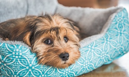 Saiba quais são os três alimentos extremamente tóxicos para os cães