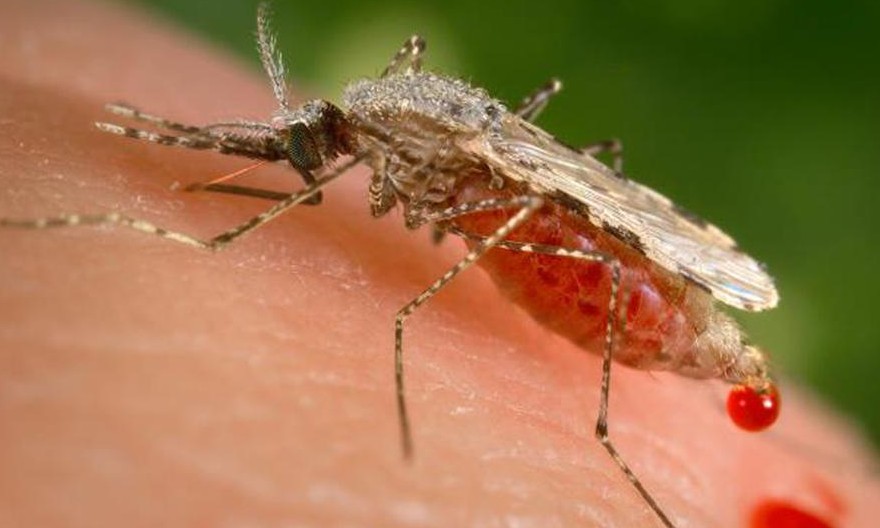Entender como os mosquitos sentem o cheiro humano pode salvar vidas