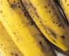 Não gosta de banana muito madura? Aprenda a conservar e congelar a fruta - Jornal da Franca
