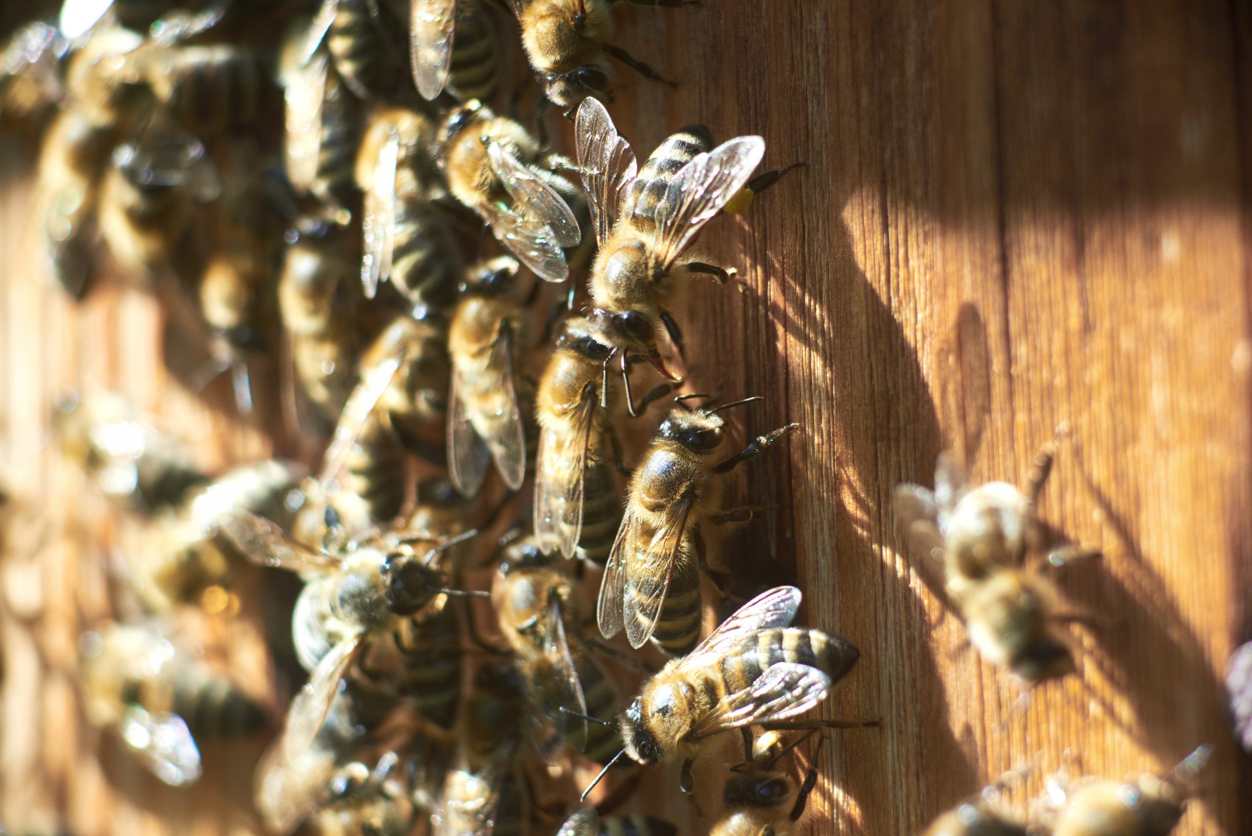 Própolis é uma substância produzida pelas abelhas 