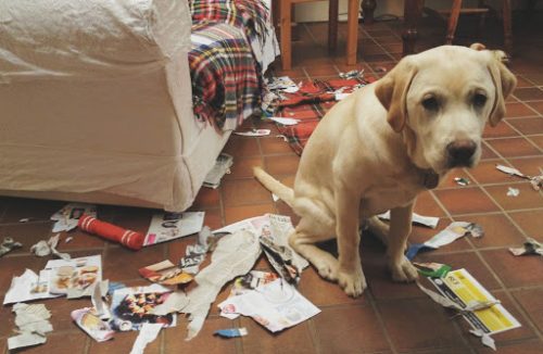 Seu cachorro é bagunceiro? Saiba o que fazer para deixar seu pet ‘na linha’ - Jornal da Franca
