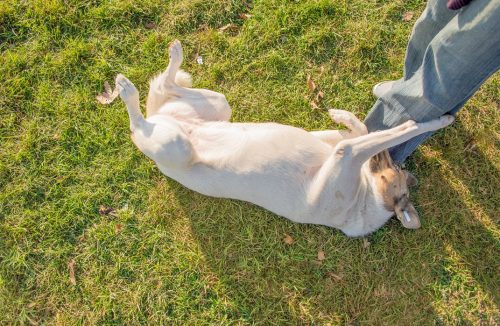 Por que alguns cães adoram carinho na barriga? Conheça algumas das razões aqui - Jornal da Franca