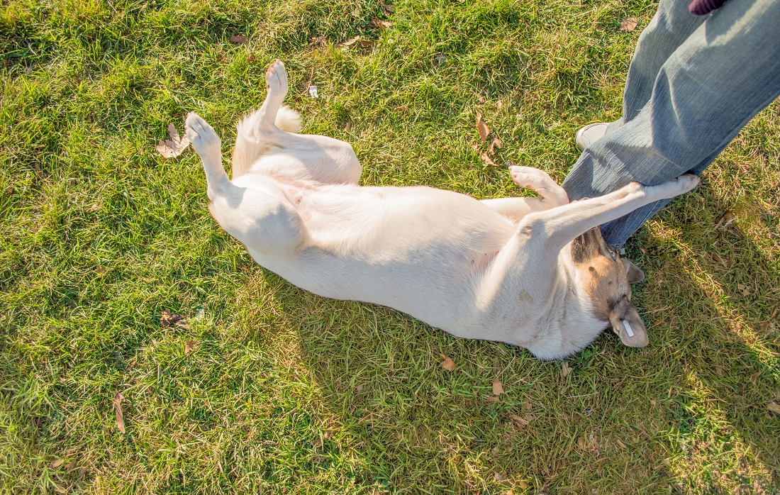Por que alguns cães adoram carinho na barriga? Conheça algumas das razões aqui