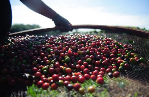 Pesquisa da Conab indica queda na produção nacional de café em 2021 - Jornal da Franca