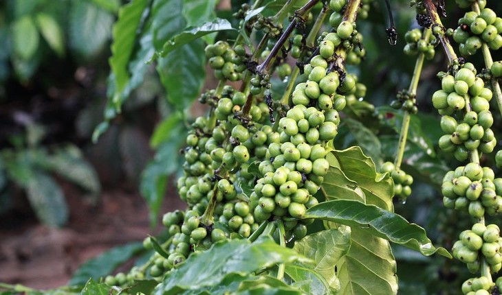 Café verde ajuda no emagrecimento, diabetes e hipertensão arterial