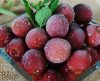 Uva congelada é refrescante e deliciosa! Veja o passo a passo de como prepará-la - Jornal da Franca