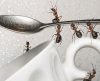 Como tirar formiga do açúcar? Aprenda a evitar que a praga volte a aparecer - Jornal da Franca