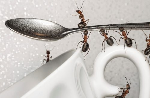 Como tirar formiga do açúcar? Aprenda a evitar que a praga volte a aparecer - Jornal da Franca