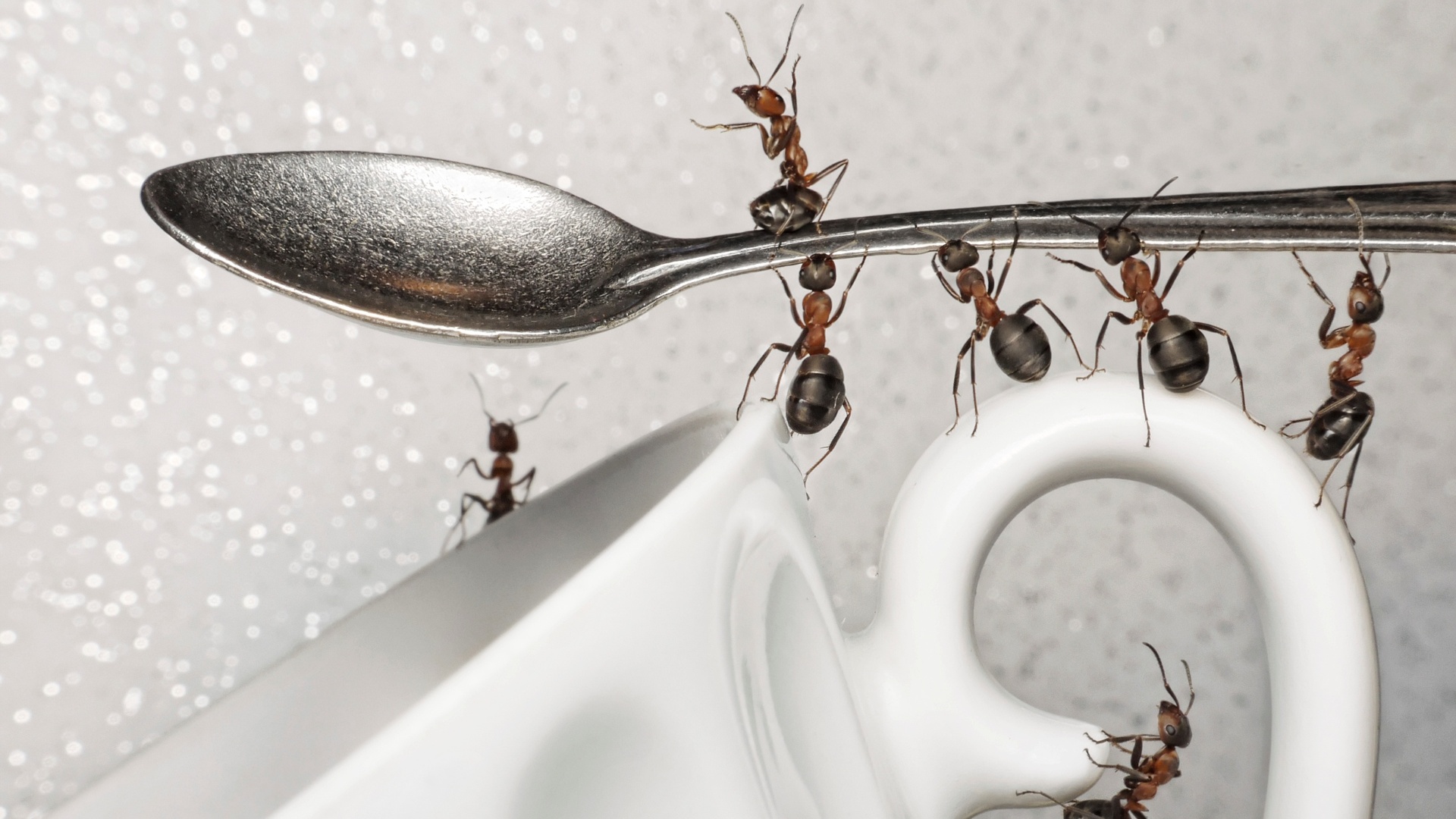 Aprenda como manter as formigas longe do pote de açúcar