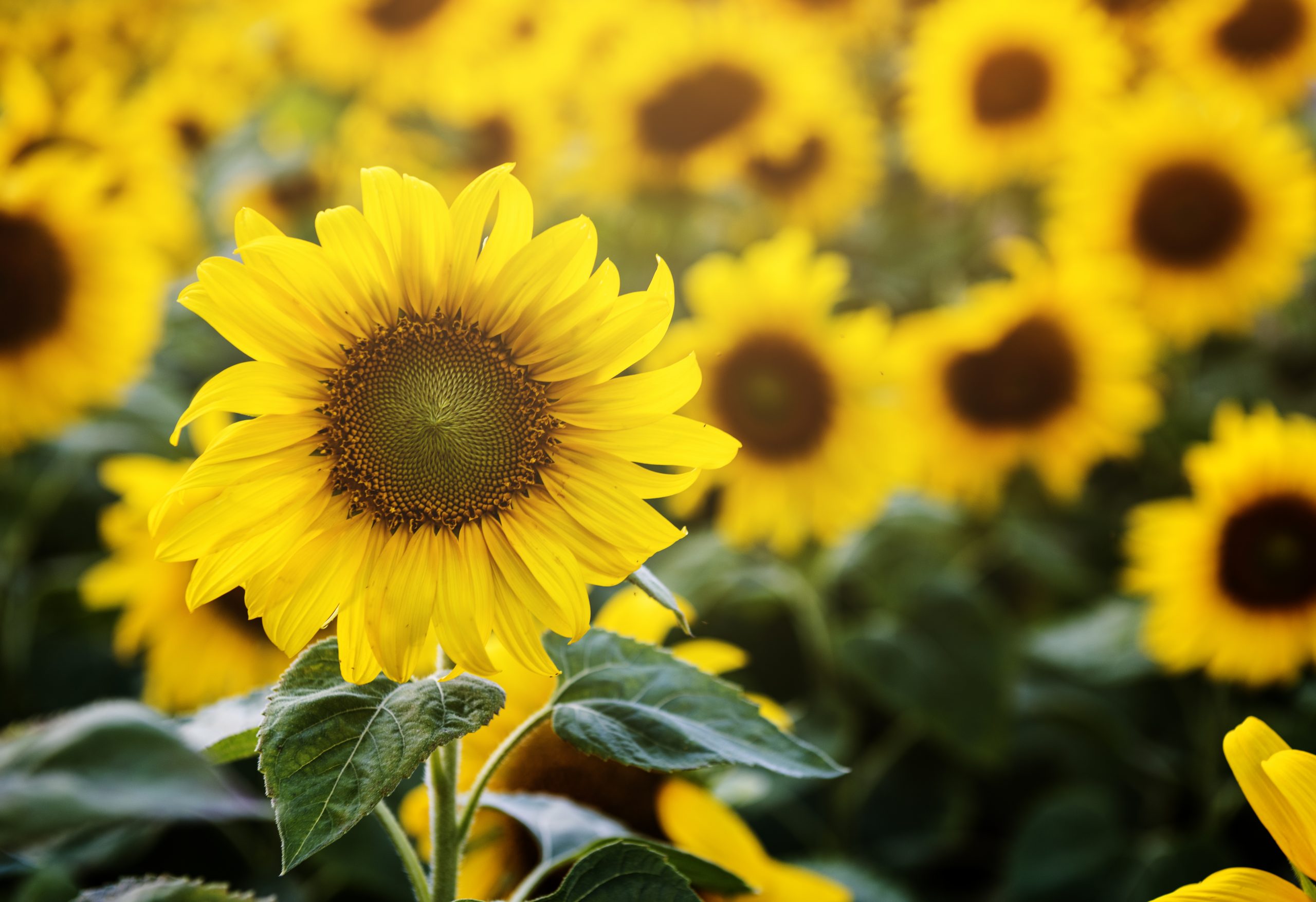 Simpatias com flores amarelas podem ajudar a atrair amor e dinheiro em 2021