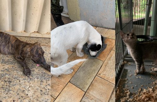 Cães e gatos eram mantidos em situação desesperadora; Acompanhe as fortes imagens! - Jornal da Franca
