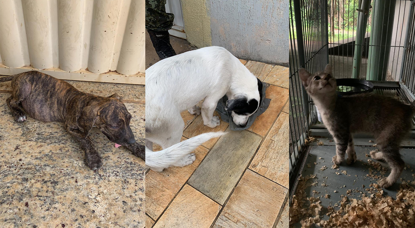 Cães e gatos eram mantidos em situação desesperadora; Acompanhe as fortes imagens!
