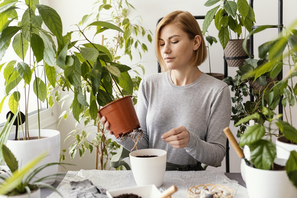Quais são as melhores plantas para se cultivar dentro de casa? Saiba mais aqui