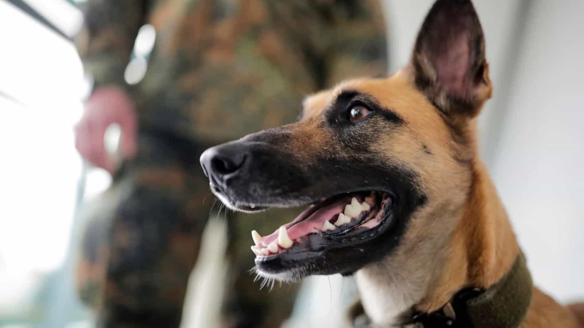 Cães farejadores detectam coronavírus com ‘94% de precisão’, aponta novo estudo