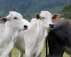 Franca vacinou 76.604 dos 76.756 bovinos, contra febre aftosa, com índice de 99,8% - Jornal da Franca