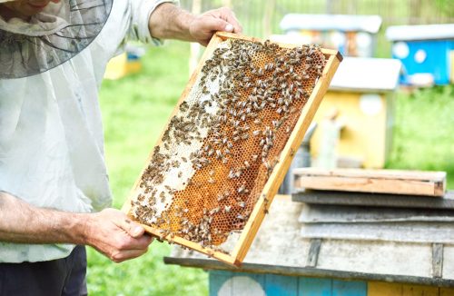 Caminhos para o Emprego oferece 50 vagas para curso gratuito de apicultura em Franca - Jornal da Franca