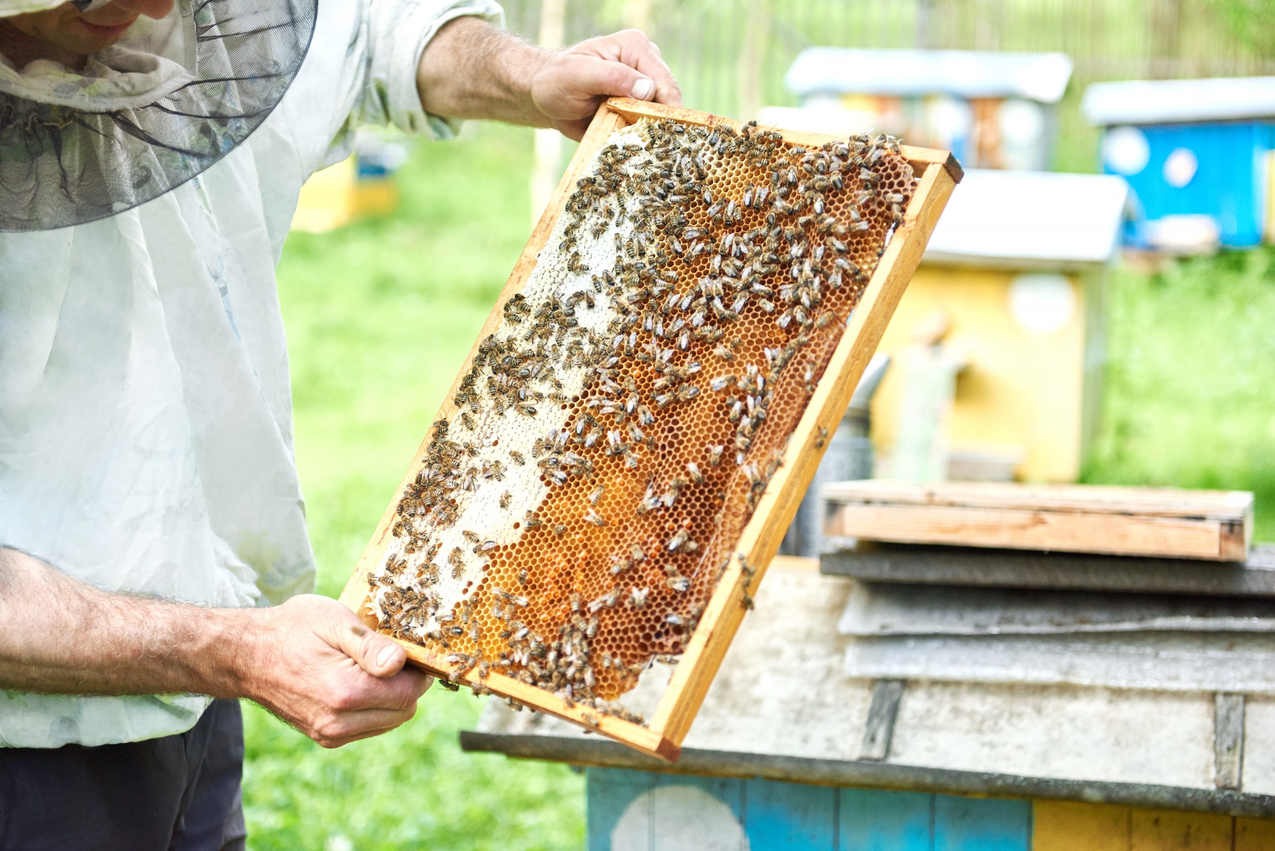 Prefeitura de Franca oferece curso gratuito de apicultura