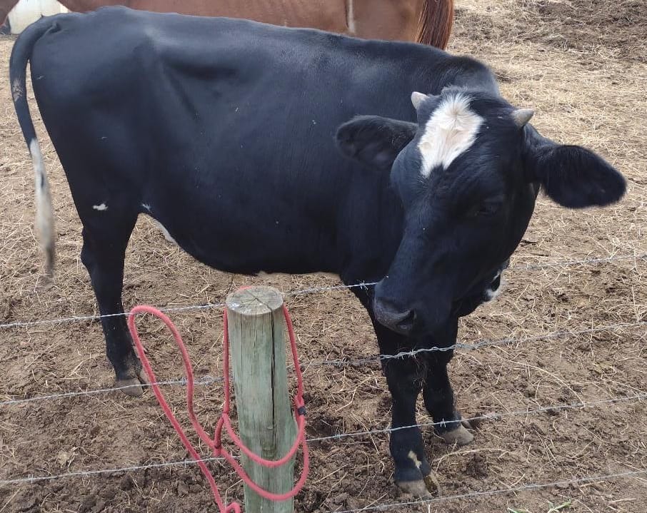 Leilão de animais apreendidos está marcado para o dia 24 de fevereiro