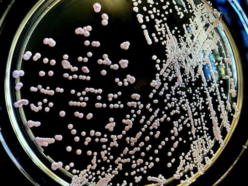 Candida auris é resistente às três classes de medicamentos antifúngicos existentes