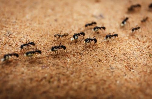 Formigas podem carregar mais bactérias que baratas: água parada na pia as atrai - Jornal da Franca