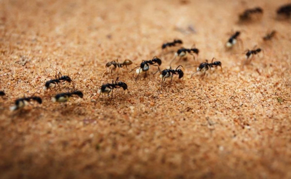 Formigas são atraídas até mesmo pela água parada que fica na pia da cozinha