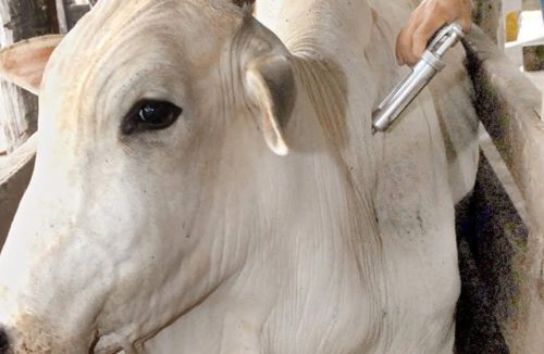 Acredite se quiser: Brasil tem 30 fábricas de vacina para gado e só 2 para humanos - Jornal da Franca