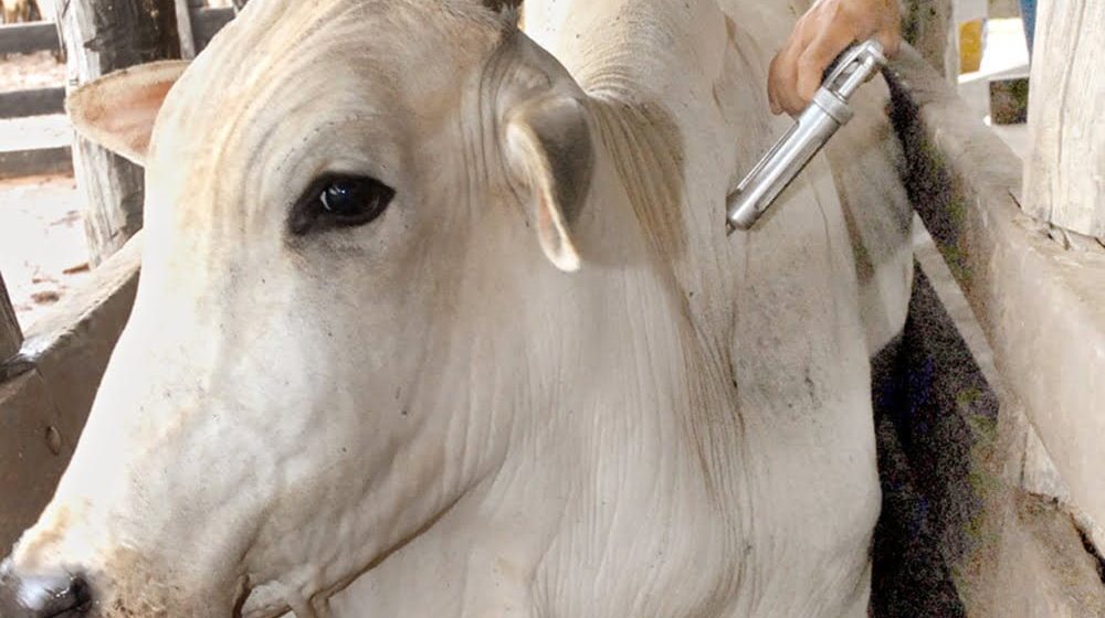 Brasil tem quase 30 fábricas de vacina para gado