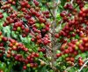 Com queda na safra do café, produtores investem em cuidados e qualidade do produto - Jornal da Franca